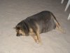 fatdogonsand.jpg