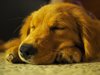 Ginger1.JPG