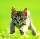 Wildcat